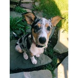 Entry image for Quinn