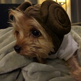 Entry image for Leia