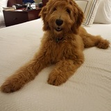 Entry image for Bobbie Blue 