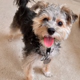 Entry image for Lulu 