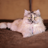 Entry image for Sashi