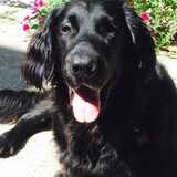 Entry image for Rebel 