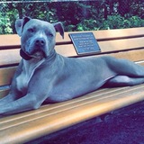 Entry image for Bella Notte