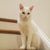 Entry image for Hops