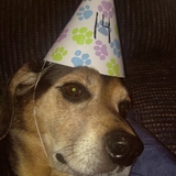 Entry image for Scooby