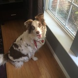 Entry image for Murphy