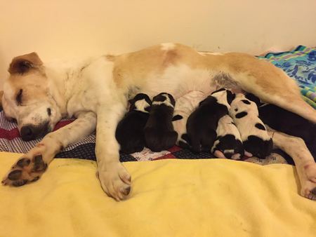 Entry image for Kalliope. Clicking this image will show a larger photo