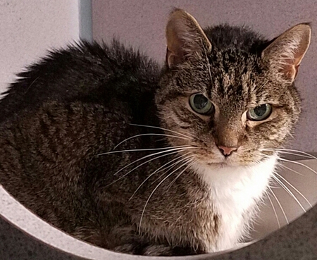 Entry image for Goober. Clicking this image will show a larger photo