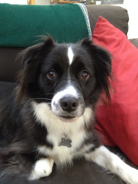 Entry image for Buster. Clicking this image will show a larger photo