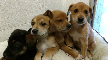 Entry image for Puppies. Clicking this image will show a larger photo