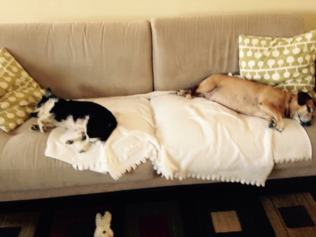 Entry image for Rupert and Barney. Clicking this image will show a larger photo