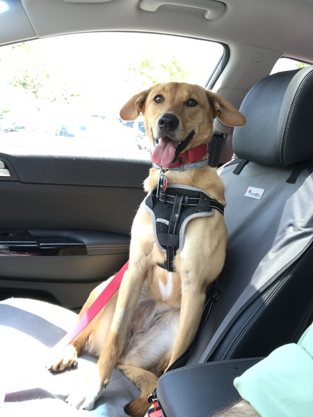 Entry image for Keanu. Clicking this image will show a larger photo