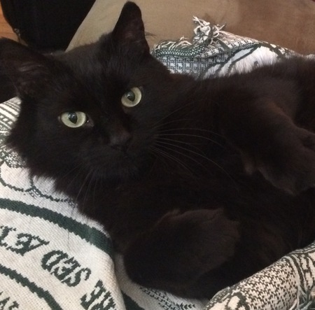 Entry image for Piston. Clicking this image will show a larger photo