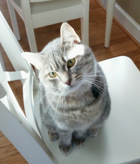 Entry image for COOKIE. Clicking this image will show a larger photo