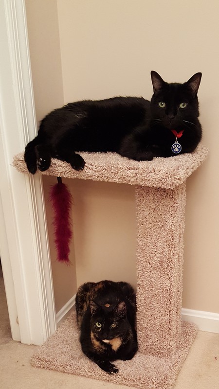 Entry image for Zeke & Winky. Clicking this image will show a larger photo