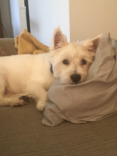 Entry image for Tobey. Clicking this image will show a larger photo