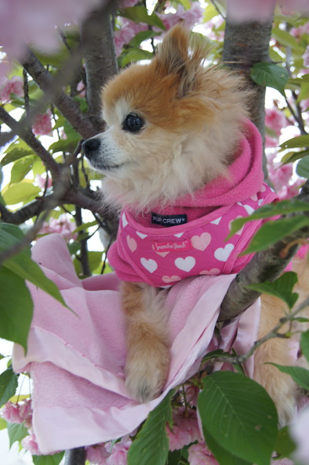 Entry image for Coco Chanel. Clicking this image will show a larger photo