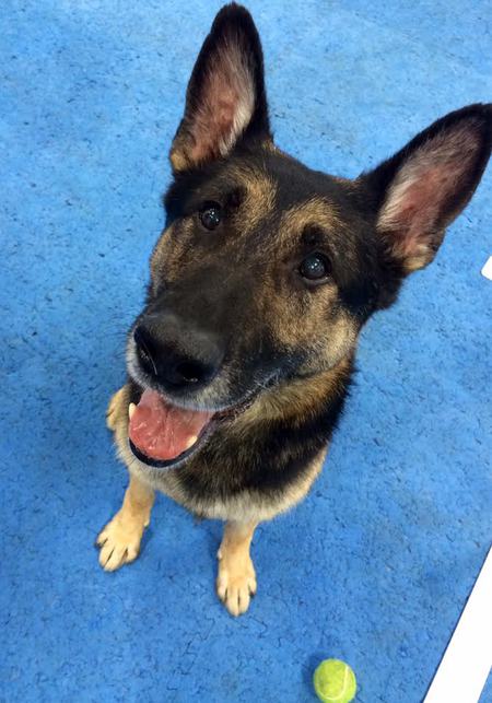 Entry image for Rexton Valor. Clicking this image will show a larger photo