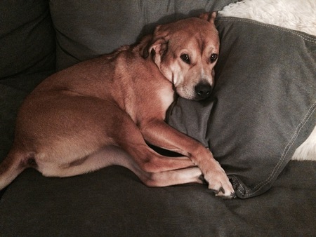 Entry image for Leo. Clicking this image will show a larger photo