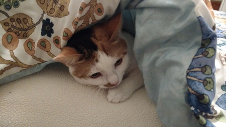 Entry image for Charlotte. Clicking this image will show a larger photo