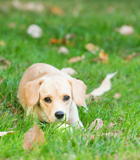 Entry image for Joey. Clicking this image will show a larger photo