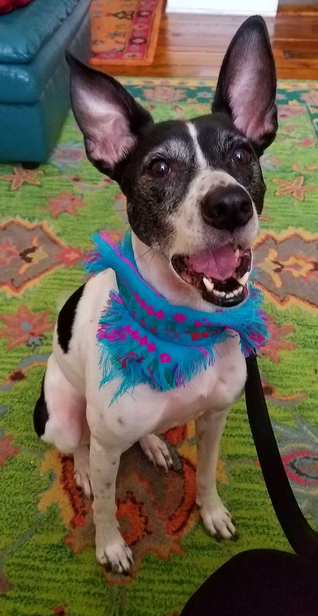 Entry image for Gypsy. Clicking this image will show a larger photo