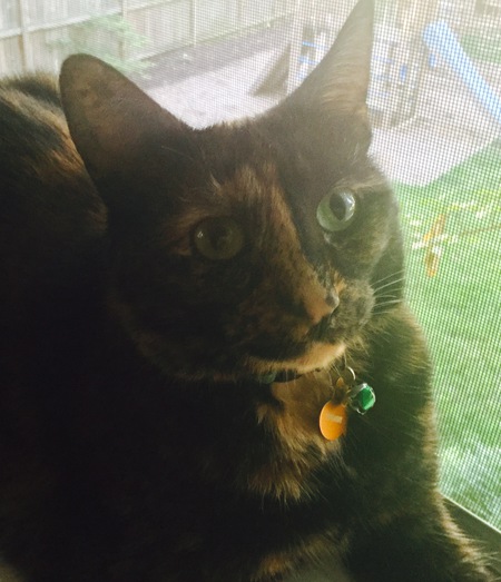 Entry image for Twilight. Clicking this image will show a larger photo