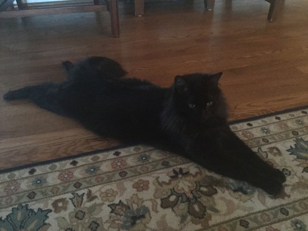 Entry image for Oliver. Clicking this image will show a larger photo