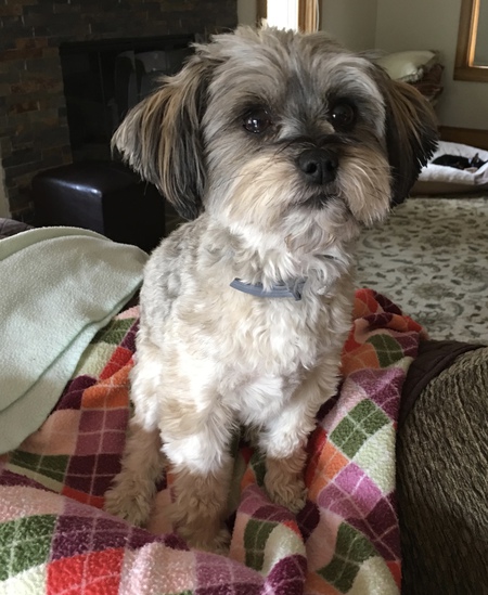 Entry image for Roxie. Clicking this image will show a larger photo