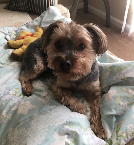 Entry image for Gizmo. Clicking this image will show a larger photo