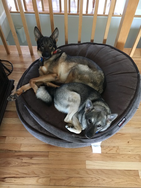 Entry image for Violet and Max. Clicking this image will show a larger photo