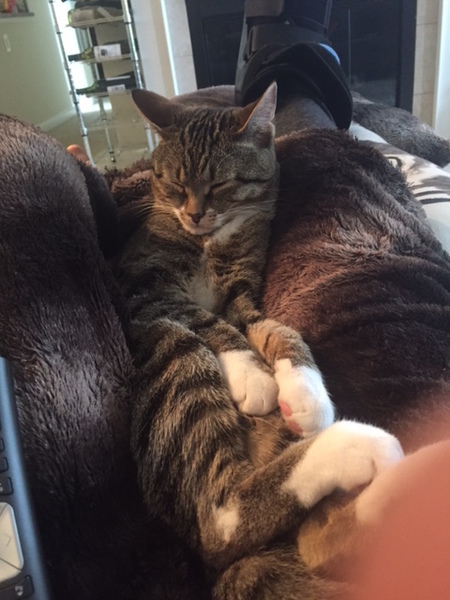 Entry image for Mozzi. Clicking this image will show a larger photo