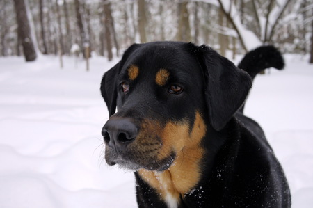 Entry image for Maxwell. Clicking this image will show a larger photo