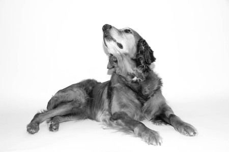 Entry image for Tucker. Clicking this image will show a larger photo