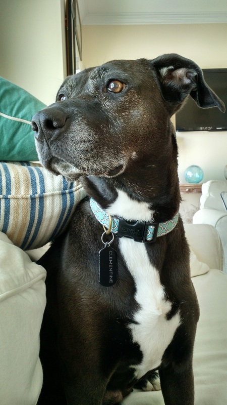 Entry image for Clementine. Clicking this image will show a larger photo