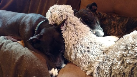 Entry image for Abbey and Charlie. Clicking this image will show a larger photo