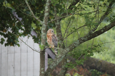 Entry image for Hawkeye. Clicking this image will show a larger photo