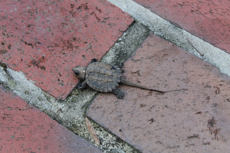 Entry image for Spike. Clicking this image will show a larger photo