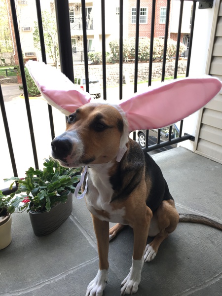 Entry image for Luna. Clicking this image will show a larger photo