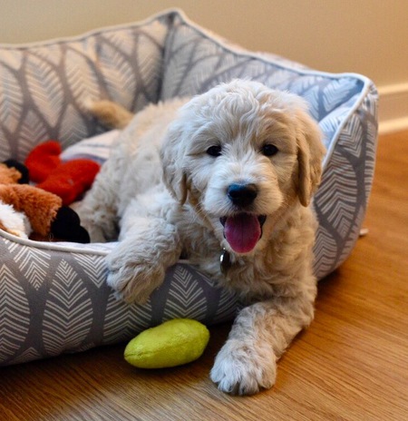 Entry image for Benjamin . Clicking this image will show a larger photo