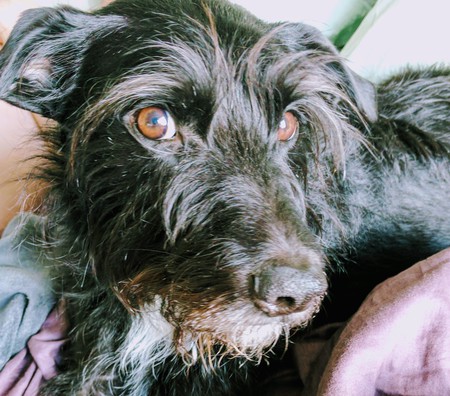 Entry image for Mo. Clicking this image will show a larger photo