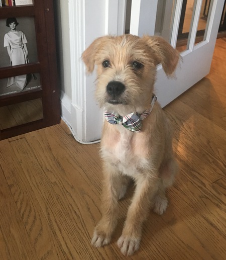 Entry image for Norman. Clicking this image will show a larger photo