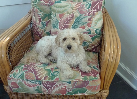 Entry image for Milo. Clicking this image will show a larger photo