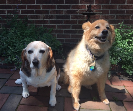 Entry image for Patches and Sammie. Clicking this image will show a larger photo