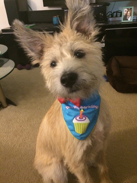 Entry image for Simba. Clicking this image will show a larger photo