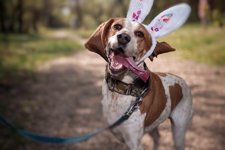 Entry image for Georgie. Clicking this image will show a larger photo