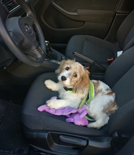 Entry image for Jetta. Clicking this image will show a larger photo