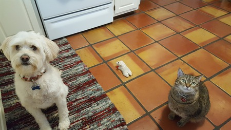 Entry image for Darwin and Topaz. Clicking this image will show a larger photo