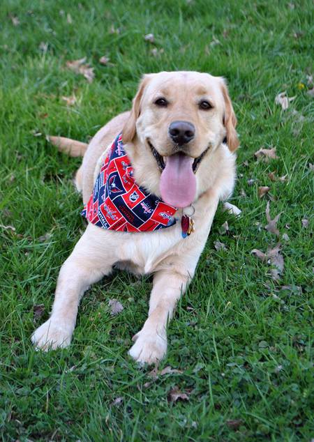 Entry image for Gus. Clicking this image will show a larger photo