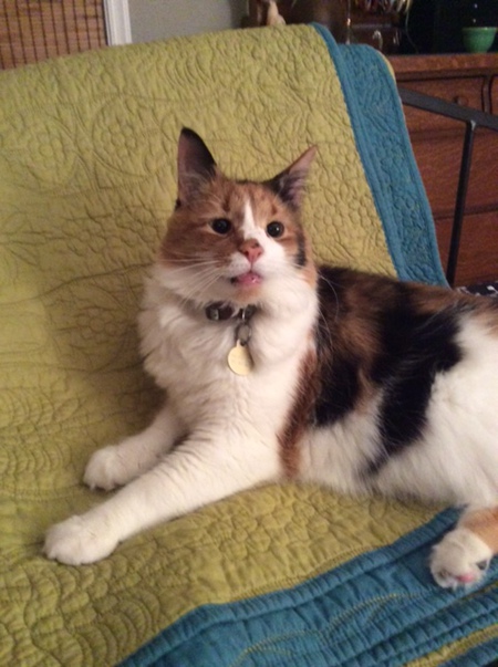 Entry image for rae. Clicking this image will show a larger photo